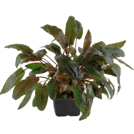 Tropica Cryptocoryne wendtii 'Tropica' XL