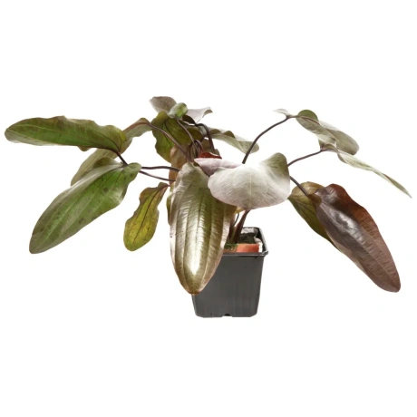 Tropica Echinodorus 'Ozelot' XL