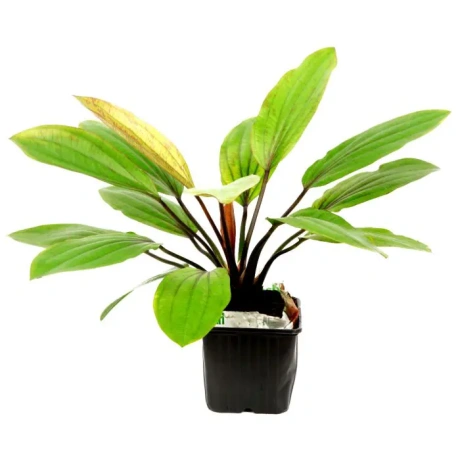 Tropica Echinodorus 'Rosé' XL