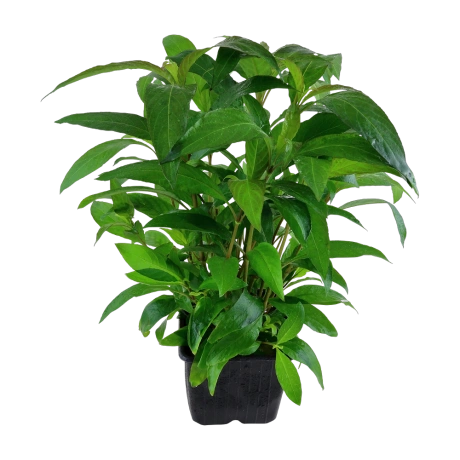 Tropica Hygrophila corymbosa 'Siamensis' XL
