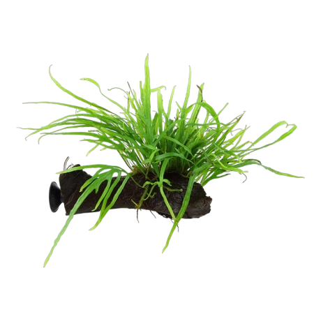 Microsorum pteropus 'Trident' uz koka + piesūceknis