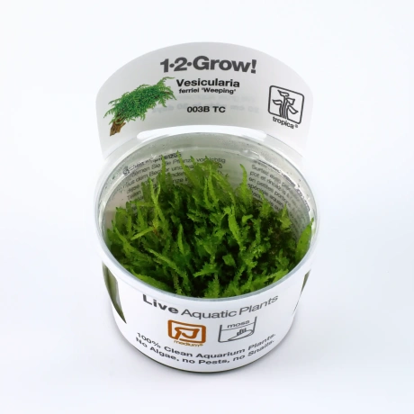 Мох Vesicularia ferriei 'Weeping'