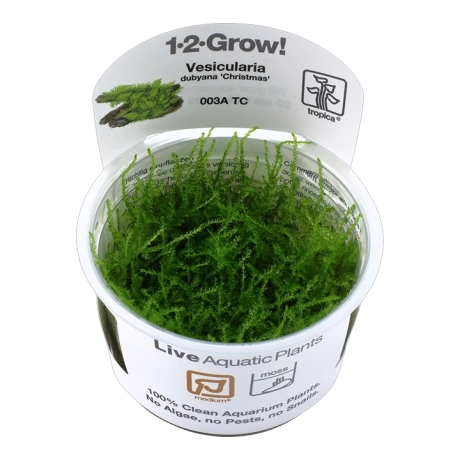 Moss Vesicularia montagnei 'Christmas'