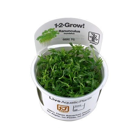 Ranunculus inundatus