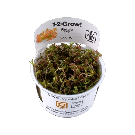 Rotala rotundifolia 'H'ra'