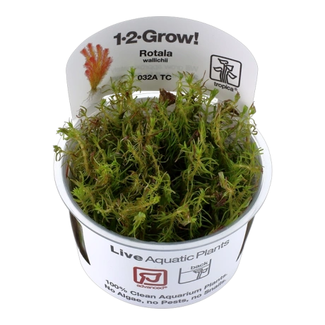 Rotala wallichii