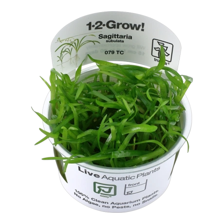 Sagittaria subulata 1-2-Grow!