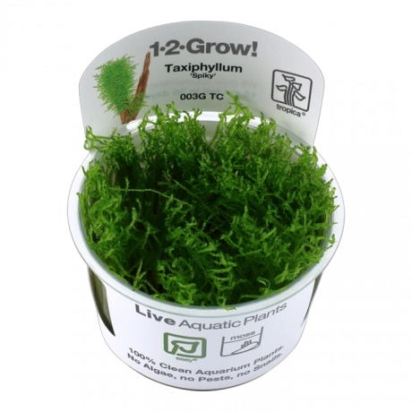 Мох Taxiphyllum 'Spiky'