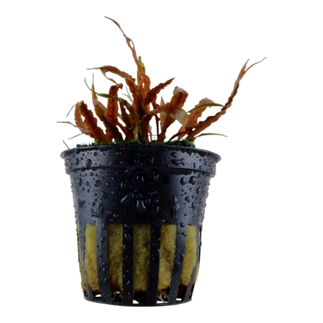 Cryptocoryne albida “Brown” в горшке