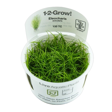 Eleocharis acicularis