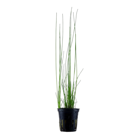 Eleocharis sp. montevidensis в горшке