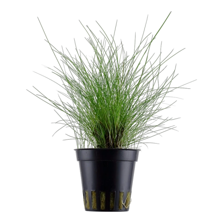 Eleocharis parvula в горшке
