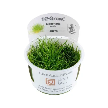 Eleocharis pusilla 1-2-Grow