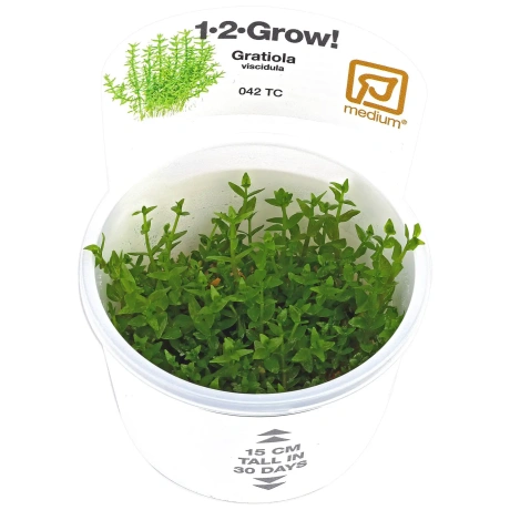 Gratiola viscidula 1-2Grow