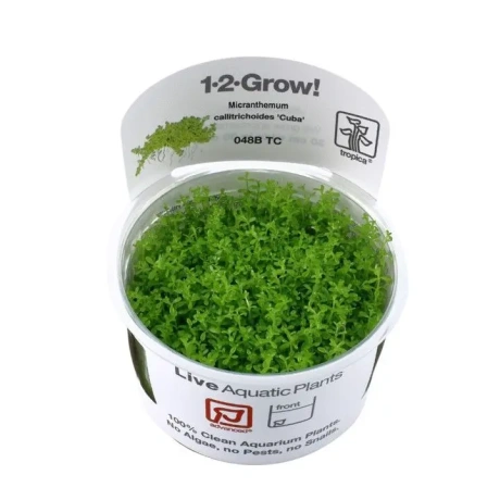 Hemianthus callitrichoides 'Cuba'