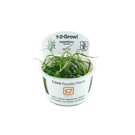 Helanthium 'Vesuvius'