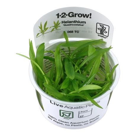 Helanthium bolivianum 'Quadricostatus'