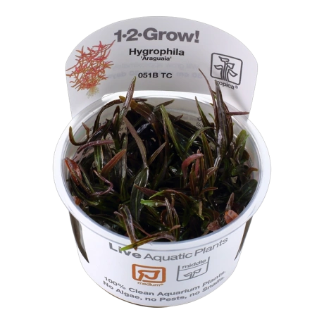 Hygrophila 'Araguaia'