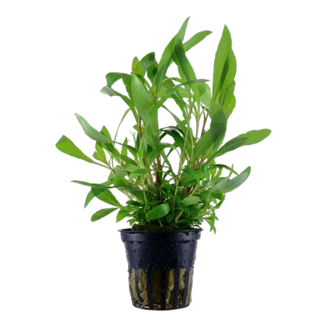 Hygrophila corymbosa 'Siamensis 53B' в горшке
