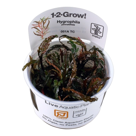 Hygrophila pinnatifida