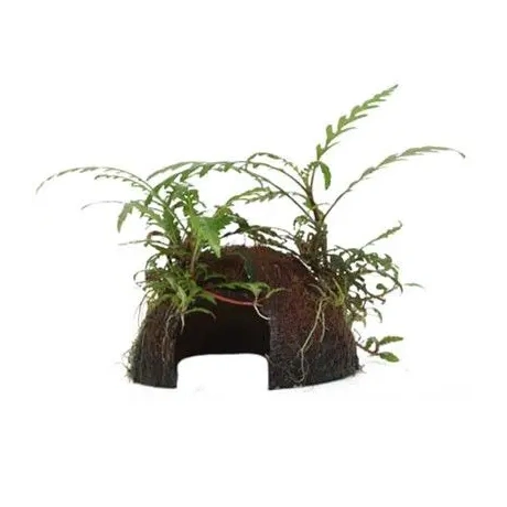 Hygrophila pinnatifida uz kokosriekstu