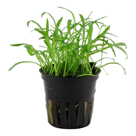 Lilaeopsis brasiliensis