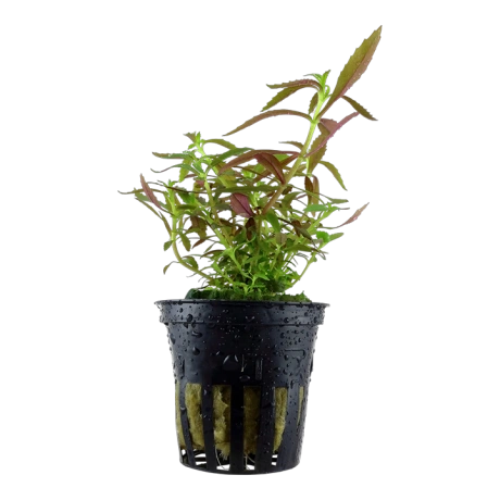 Limnophila hippuridoides (Лимнофила красная) в горшке