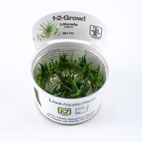 Littorella uniflora 1-2Grow