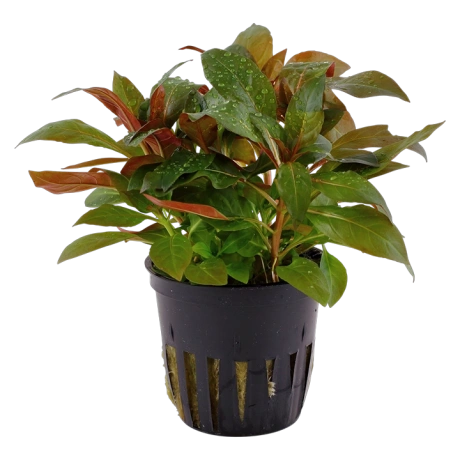 Ludwigia glandulosa в горшке