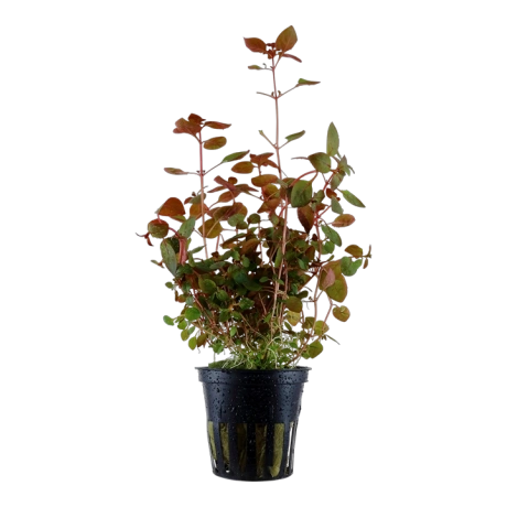 Ludwigia palustris 'Super Red' в горшке
