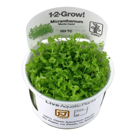 Micranthemum 'Monte Carlo' 1-2-Grow