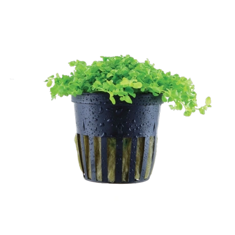 Micranthemum tweediei 'Monte Carlo'