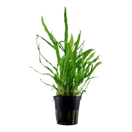 Microsorum pteropus "Narrow"