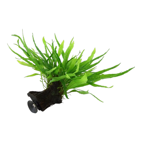 Microsorum pteropus 'Narrow' uz koka