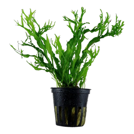 Microsorum pteropus 'Windelov'