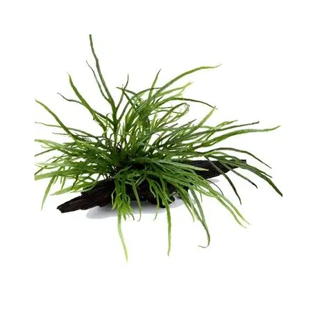 Microsorum, pteropus, 'Trident', uz koka