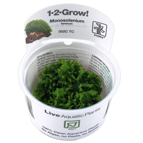 Мох Моносолениум тенерум (Monosolenium tenerum) 1-2 Grow!