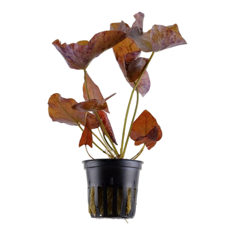 Nymphaea lotus (Нимфея красная)