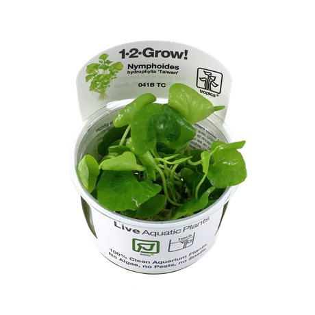 Nymphoides hydrophylla 'Taiwan'