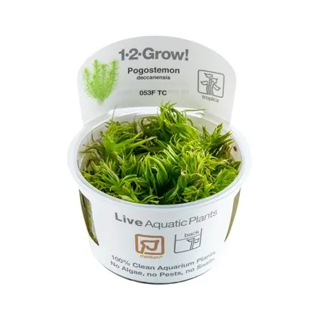 Pogostemon deccanensis 1-2Grow