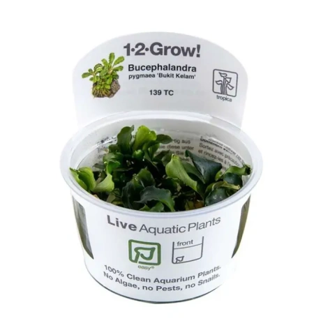 Bucephalandra pygmaea 'Bukit Kelam' 1-2-GROW