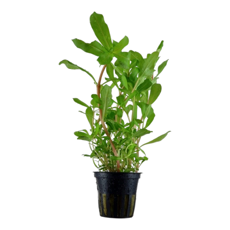 Ammannia crassicaulis в горшке
