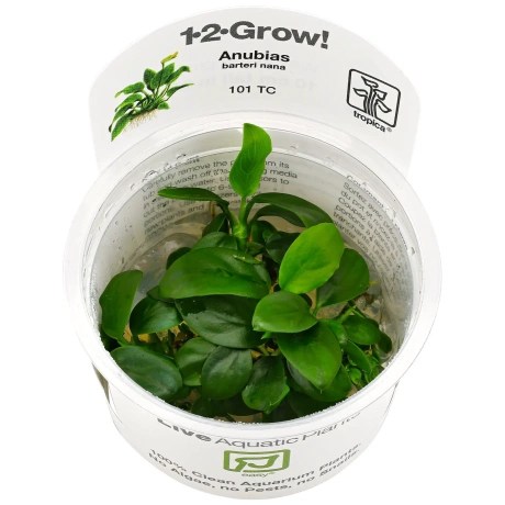 Anubias barteri nana