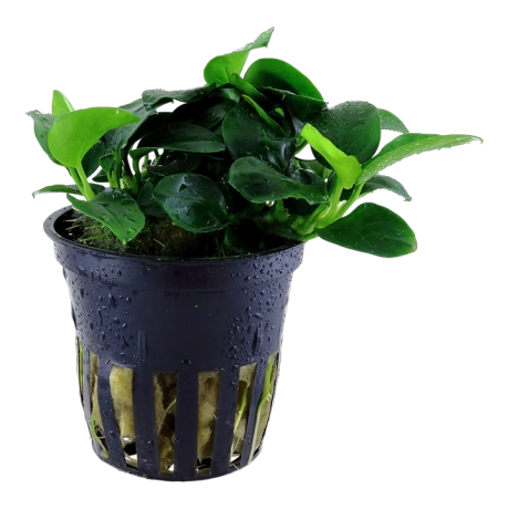 Anubias nana petite (Anubias barteri var. nana ‘Petite’)