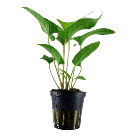 Anubias gracilis в горшке