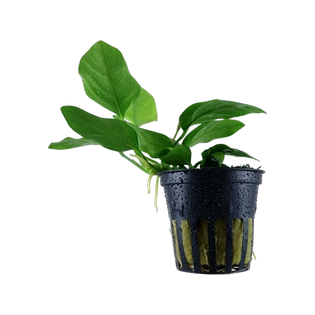 Anubias barteri var nana