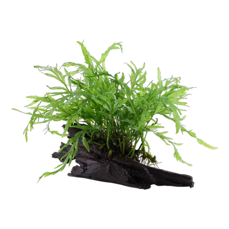 Bolbitis heudelotii uz koka