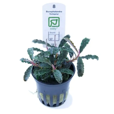 Bucephalandra 'Kedagang' в горшке