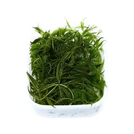 Ceratophyllum demersum 'Foxtail'- Роголистник