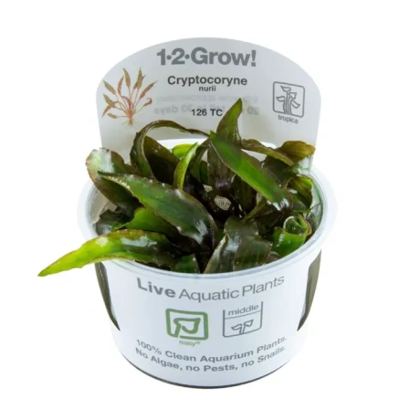 Cryptocoryne nurii 1-2Grow